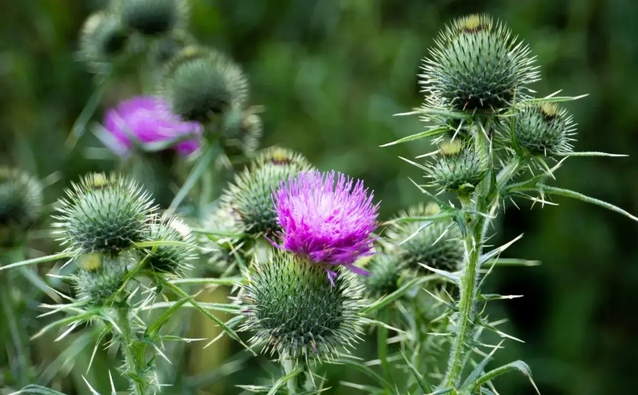 Chardon-Marie aux fleurs violettes, une plante sauvage qui pourrait nourrir un cheval.