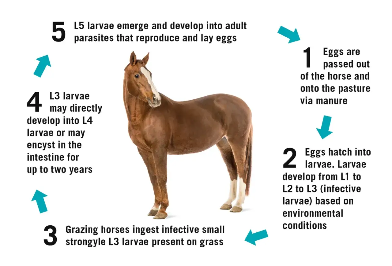 Cycle de vie d'un parasite chez le cheval : des &oelig;ufs aux larves infectieuses ing&eacute;r&eacute;es par le cheval.