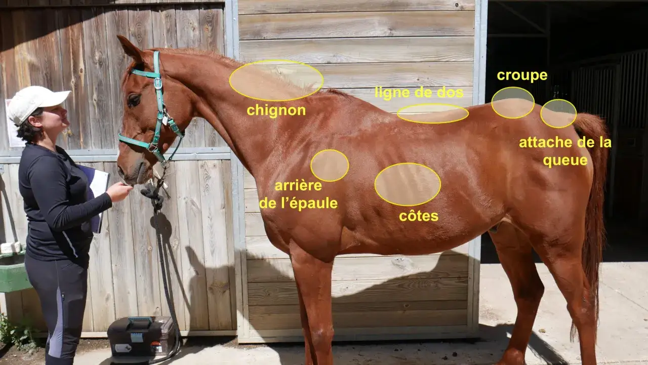 Un cheval maigre, de couleur alezane, est examin&eacute; par une femme. Des zones sont mises en &eacute;vidence sur son corps : chignon, ligne de dos, croupe, attache de la queue, arri&egrave;re de l'&eacute;paule et c&ocirc;tes.