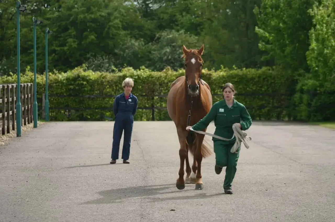 Une femme en combinaison verte fait trotter un cheval roux, peut-&ecirc;tre pour &eacute;valuer une boiterie cheval ant&eacute;rieur. Une autre personne en combinaison bleue observe.