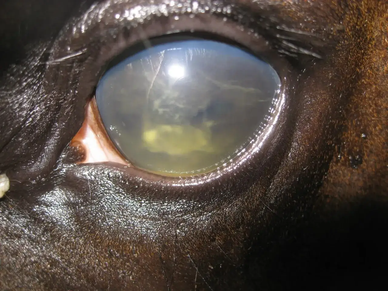 &OElig;il de cheval atteint de leptospirose, pr&eacute;sentant une opacit&eacute; et une coloration jaune verd&acirc;tre de la corn&eacute;e, signe d'inflammation s&eacute;v&egrave;re.