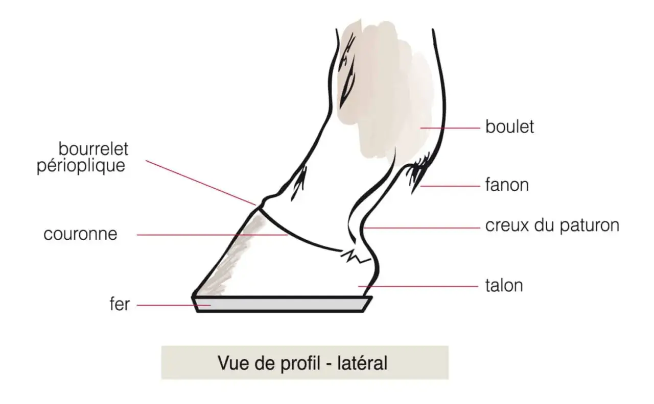 Vue latérale d'un sabot de cheval, montrant le fer, la couronne, le bourrelet périoplique, le fanon, le creux du paturon et le boulet.