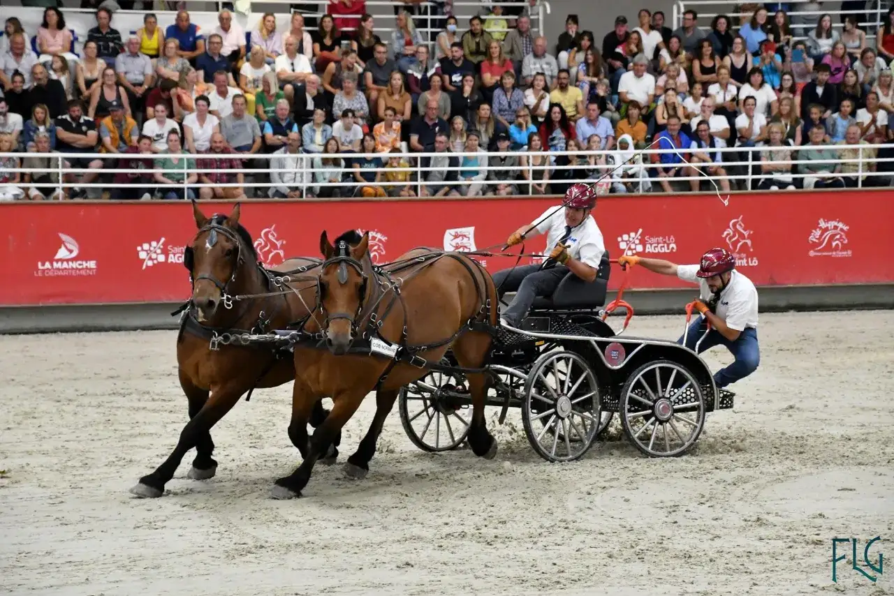 Deux chevaux cob normand tirent une calèche dans une arène, sous les regards d'un public nombreux.