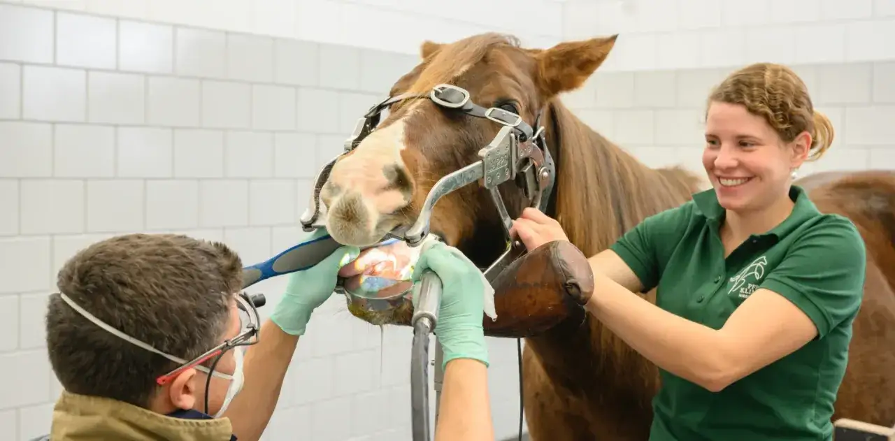 Un v&eacute;t&eacute;rinaire examine la bouche d'un cheval, v&eacute;rifiant s'il y a un aphte. Le cheval porte un appareil dentaire.