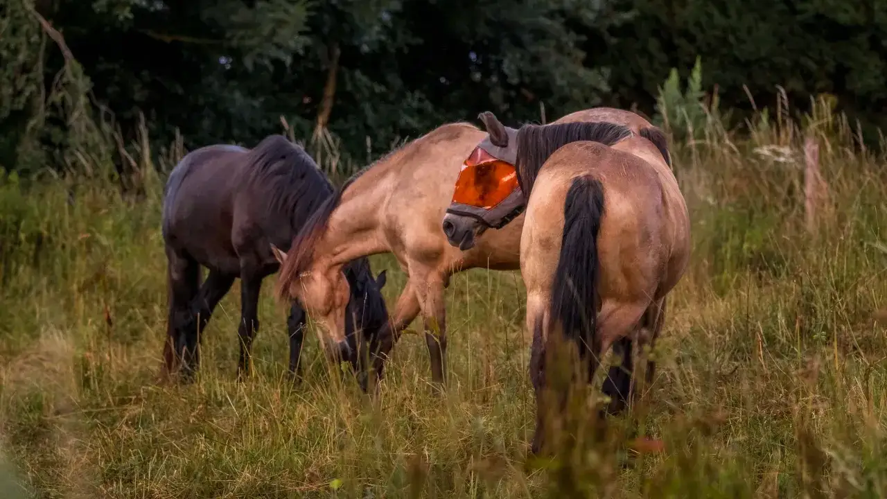 Trois chevaux dans un pré, dont un porte un masque orange pour se protéger des insectes, peut-être pour éviter une réaction toxique.