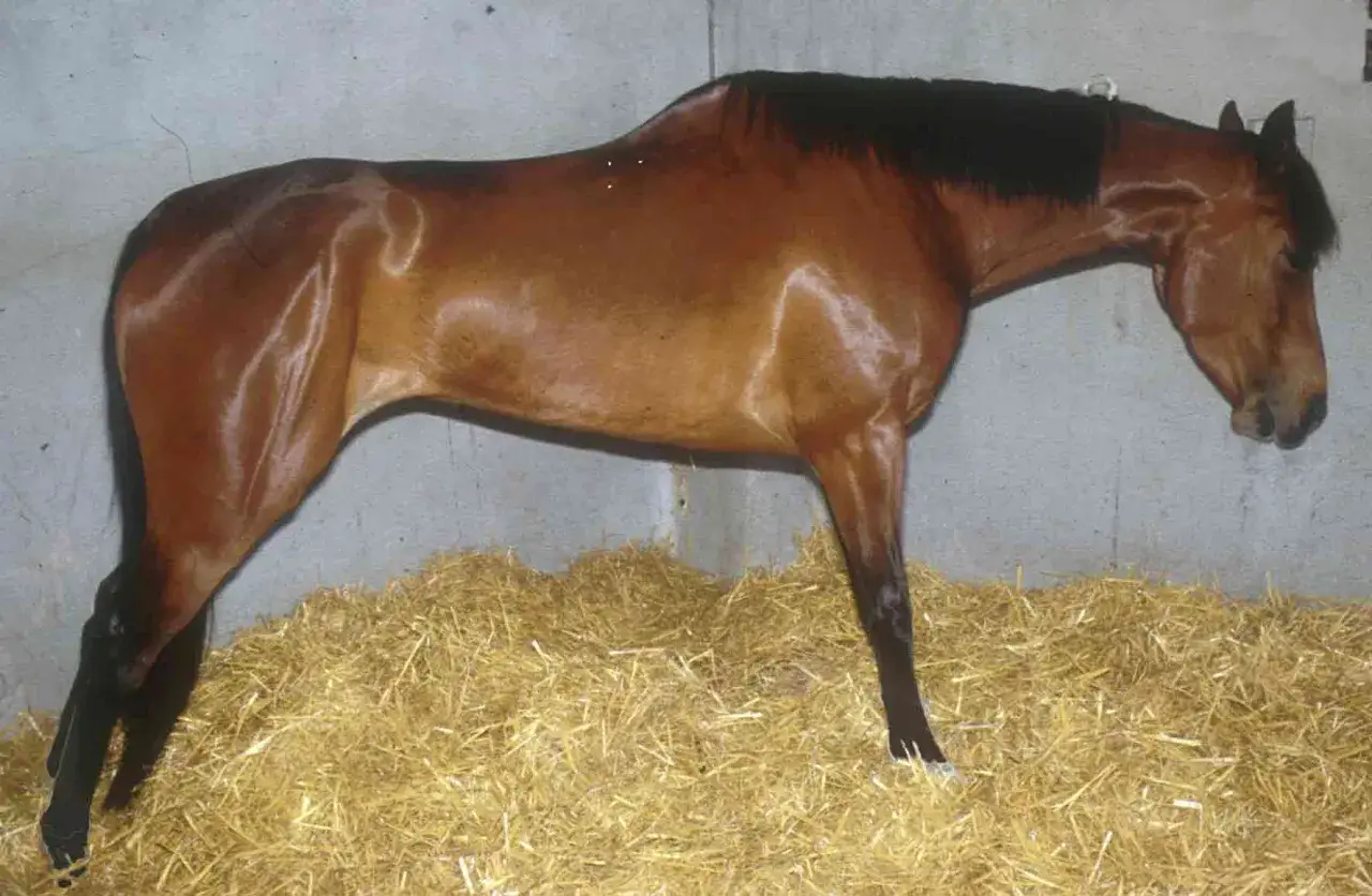 Un cheval brun, le poil luisant, se tient sur de la paille. Il semble transpirer sans rien faire, son corps tendu.