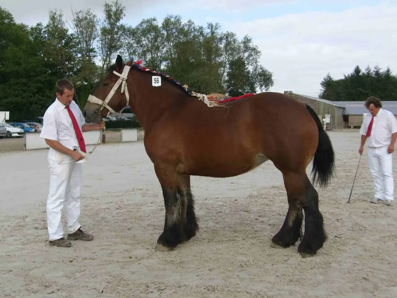 Un magnifique ardennais cheval, fier et puissant, est pr&eacute;sent&eacute; par son handler. Sa crini&egrave;re tress&eacute;e de couleurs vives et son num&eacute;ro 56 annoncent sa participation &agrave; un concours.
