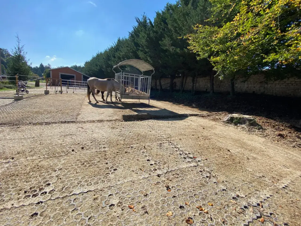 Deux chevaux mangent dans un paddock paradise, avec une longue haie de cyprès en arrière-plan.