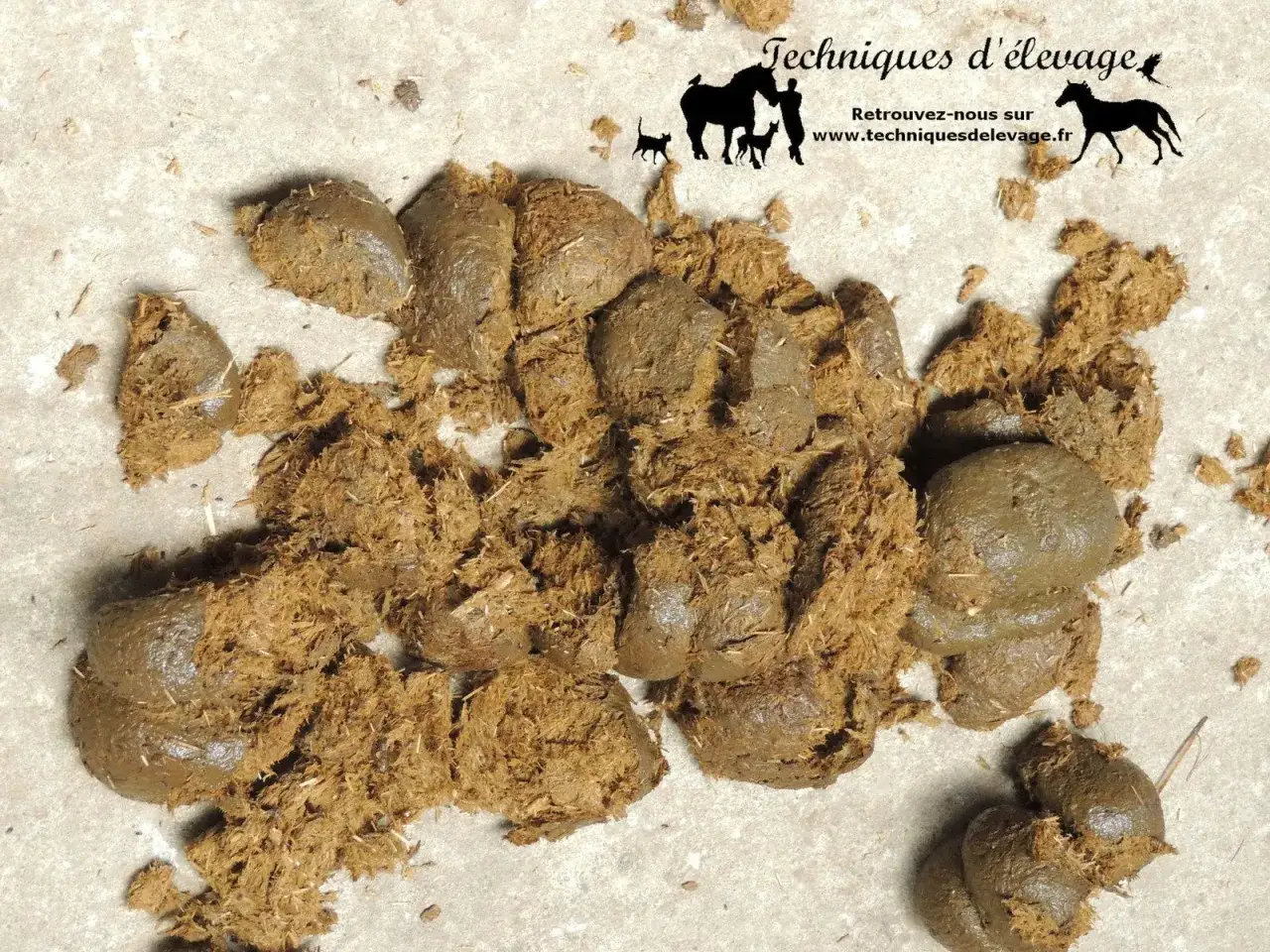 Gros tas de crottins de cheval, certains humides et compacts, d'autres plus fibreux. Ces excr&eacute;ments peuvent indiquer un crottin de cheval maladie.