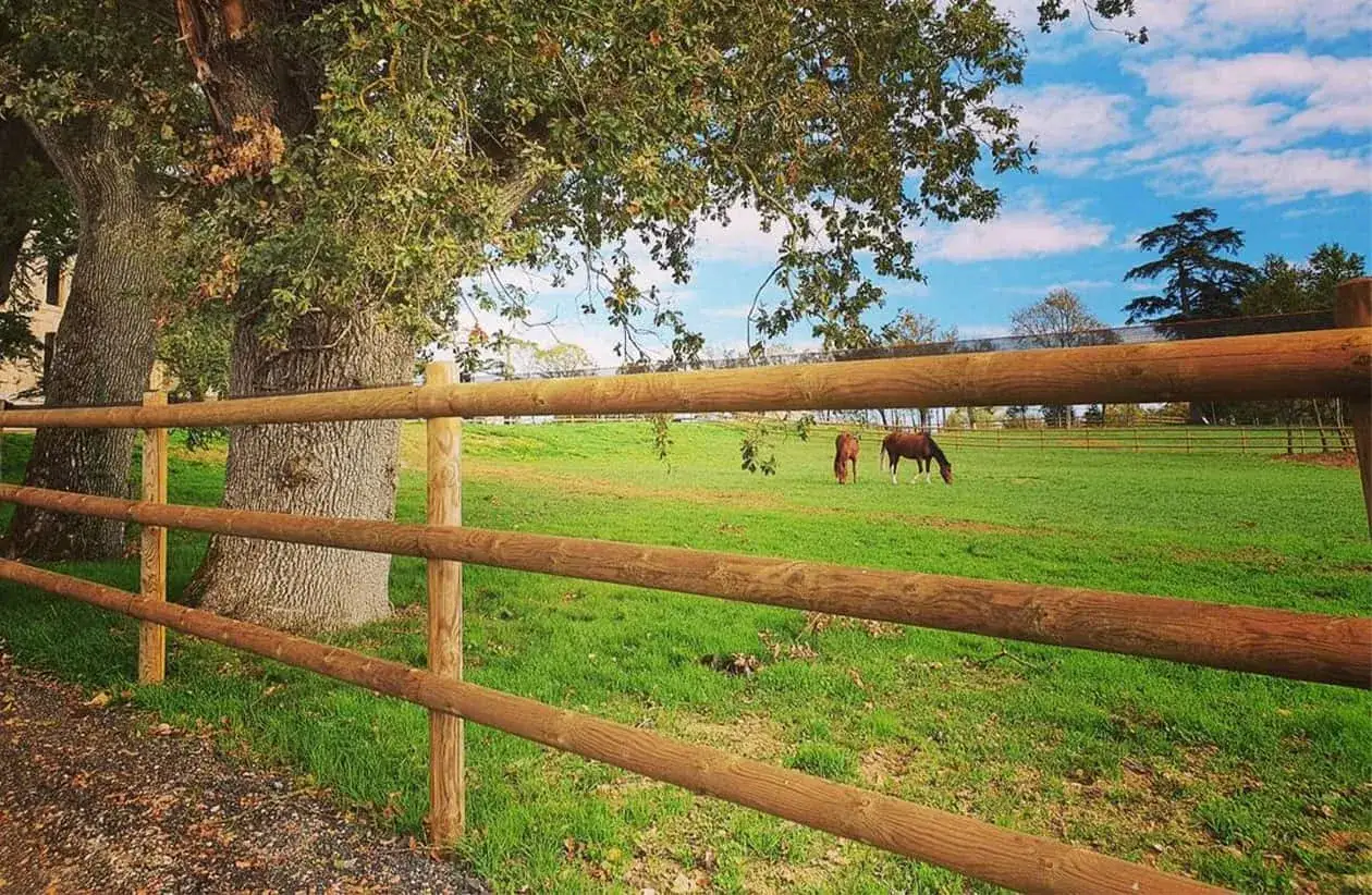 Deux chevaux broutent dans un pré verdoyant, séparés par une clôture en bois. La réglementation cheval sur terrain privé est respectée.
