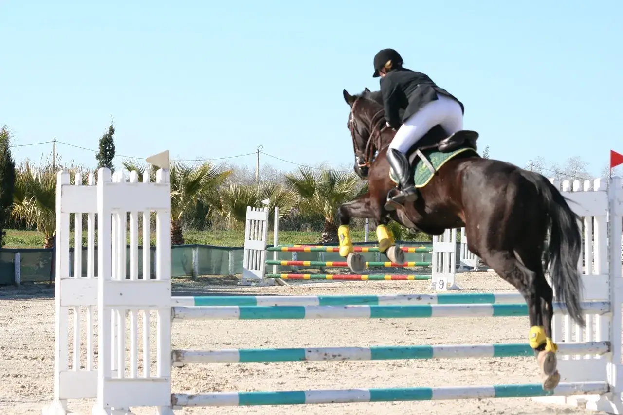 Un cheval brun effectue un spectaculaire saut d'équitation par-dessus une barrière colorée, sous un ciel bleu clair.