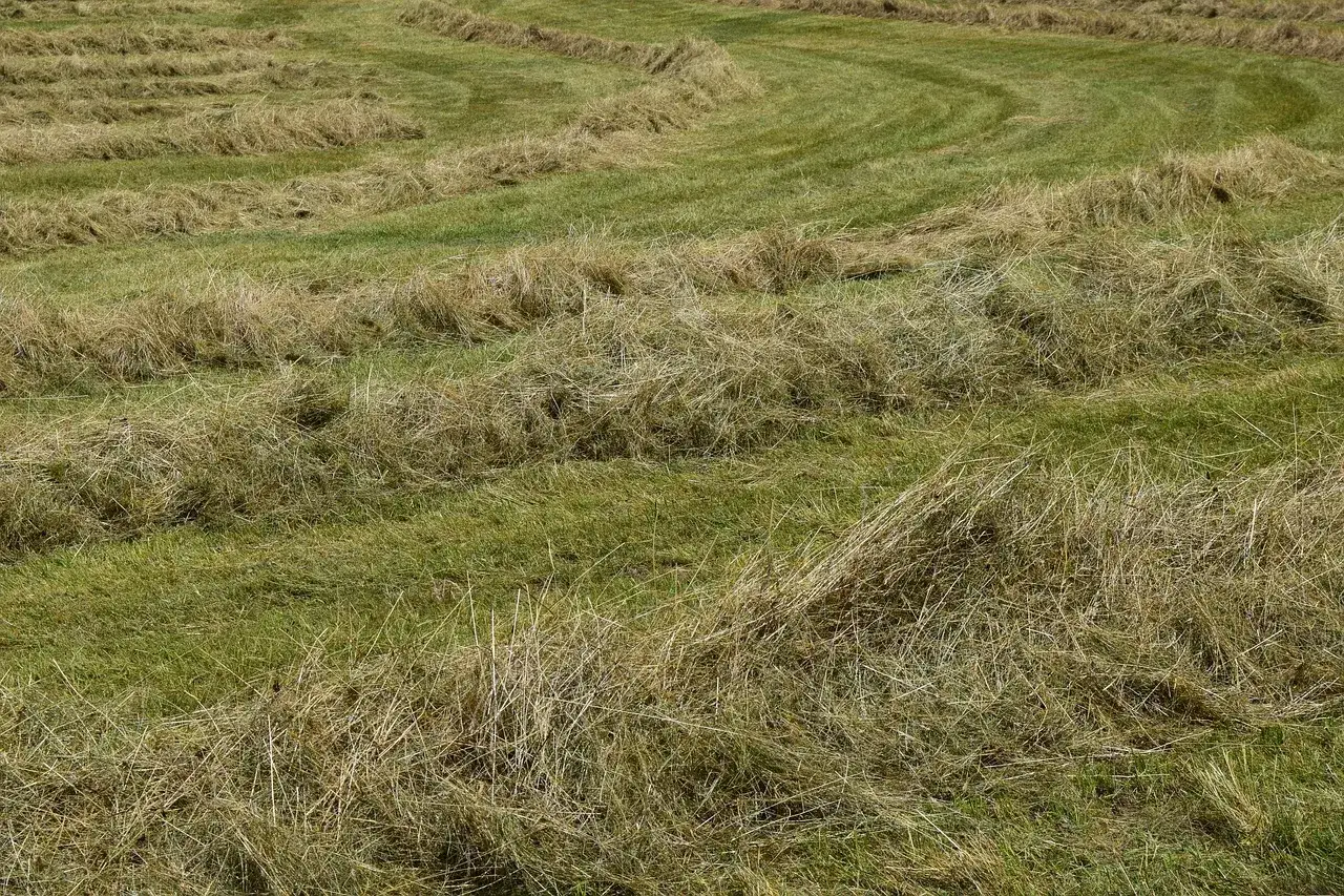 Champ de foin fra&icirc;chement coup&eacute;, pr&ecirc;t pour le fourrage cheval. Les rang&eacute;es de chaume dessinent des courbes sur la prairie verte.