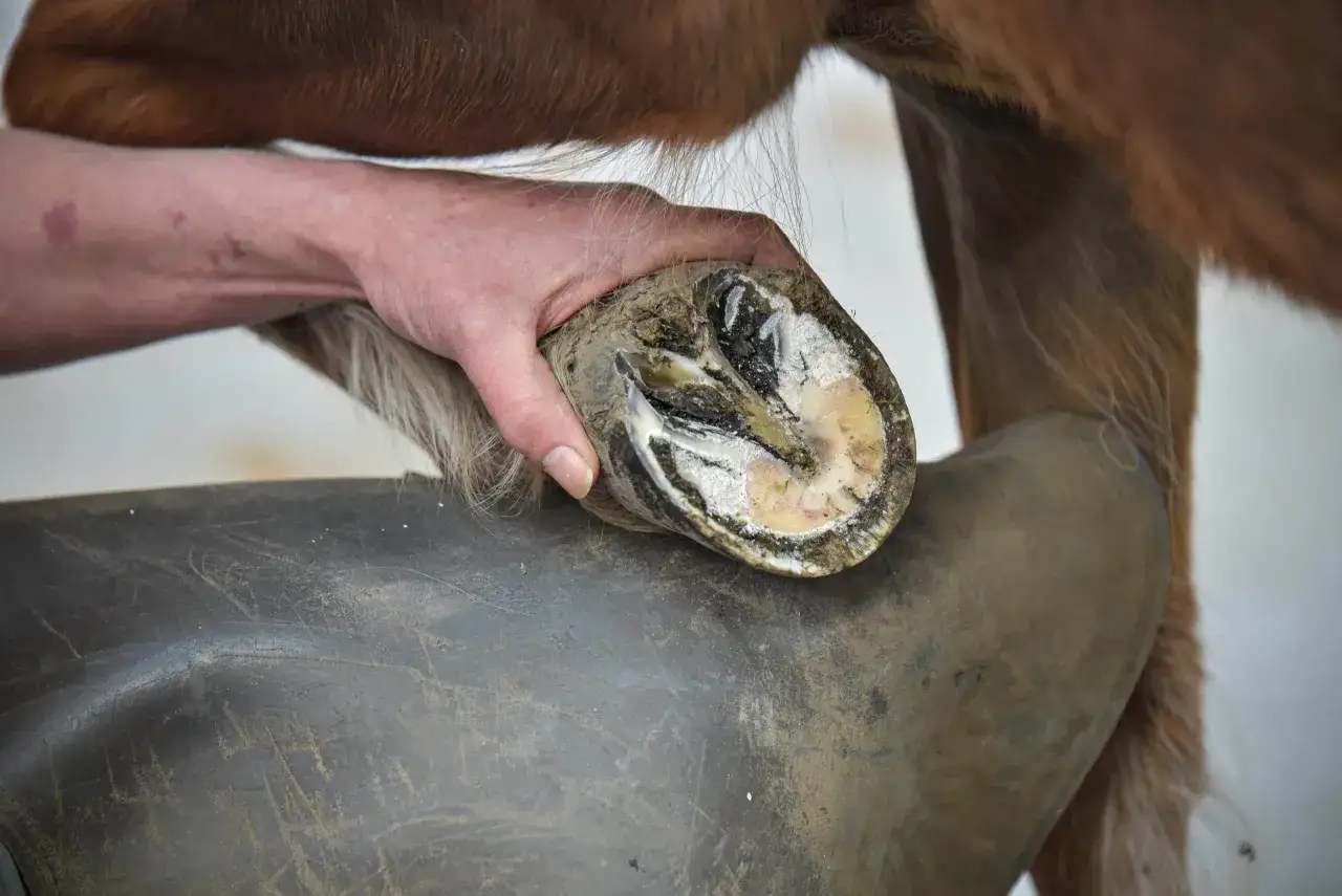 Un maréchal-ferrant examine le sabot d'un cheval, prêt pour la fourbure.
