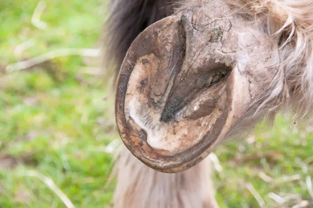 Gros plan sur le sabot d'un abcedyl cheval, montrant les d&eacute;tails de sa texture et de sa couleur.