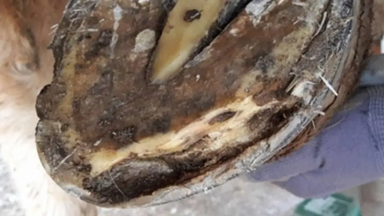 Gros plan sur un sabot de cheval, montrant une fourmili&egrave;re et une ligne blanche.