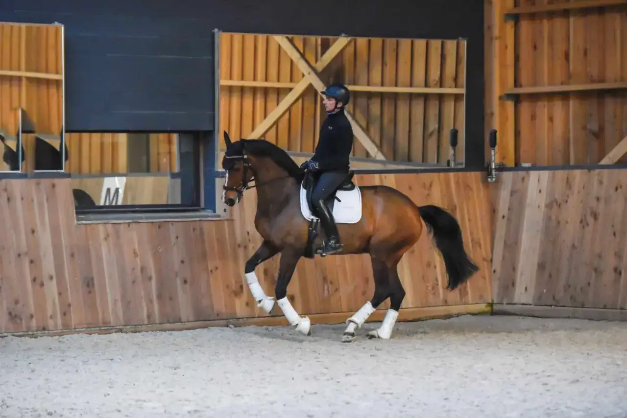 Un cavalier et son cheval brun en plein galop dans une carri&egrave;re couverte. Le cheval est bien muscl&eacute;, avec des bandes blanches sur ses membres.