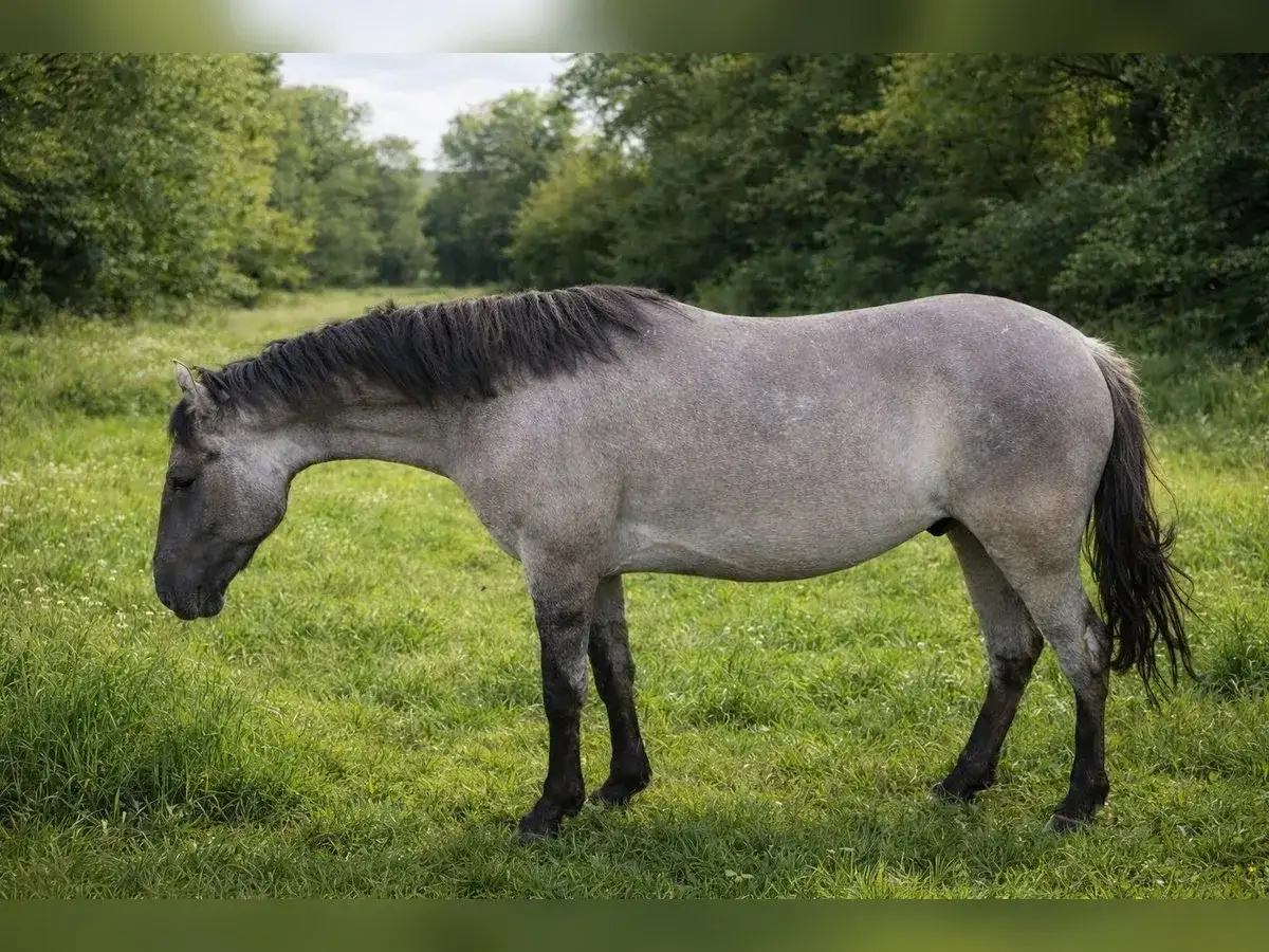 Un magnifique cheval criollo, robe grise, broute paisiblement dans un pré verdoyant bordé d'arbres.
