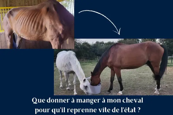 Un cheval émacié, puis deux chevaux mangeant dans un seau. Une ration d'avoine pour un cheval en convalescence.