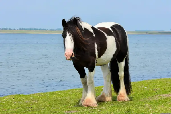 Un magnifique cheval cob pie noir et blanc se tient sur une pelouse verte près d'un lac bleu.