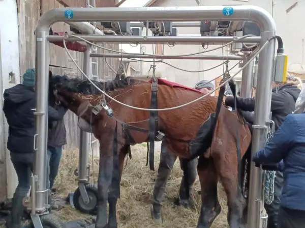 Un cheval est suspendu dans un appareil, entouré de personnes. La scène évoque la décomposition d'un cheval mort, une fin tragique.