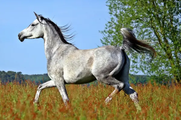 Un magnifique cheval arabe gris galope dans un champ d'herbes hautes, sa crinière et sa queue flottant au vent.