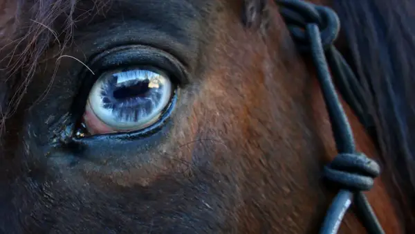 Gros plan sur l'oeil bleu d'un cheval, reflétant le ciel. Une longe est visible sur le côté.