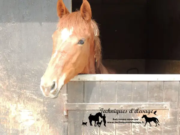 Un cheval roux curieux sort de son box. L'orge est une céréale essentielle pour l'alimentation des chevaux.