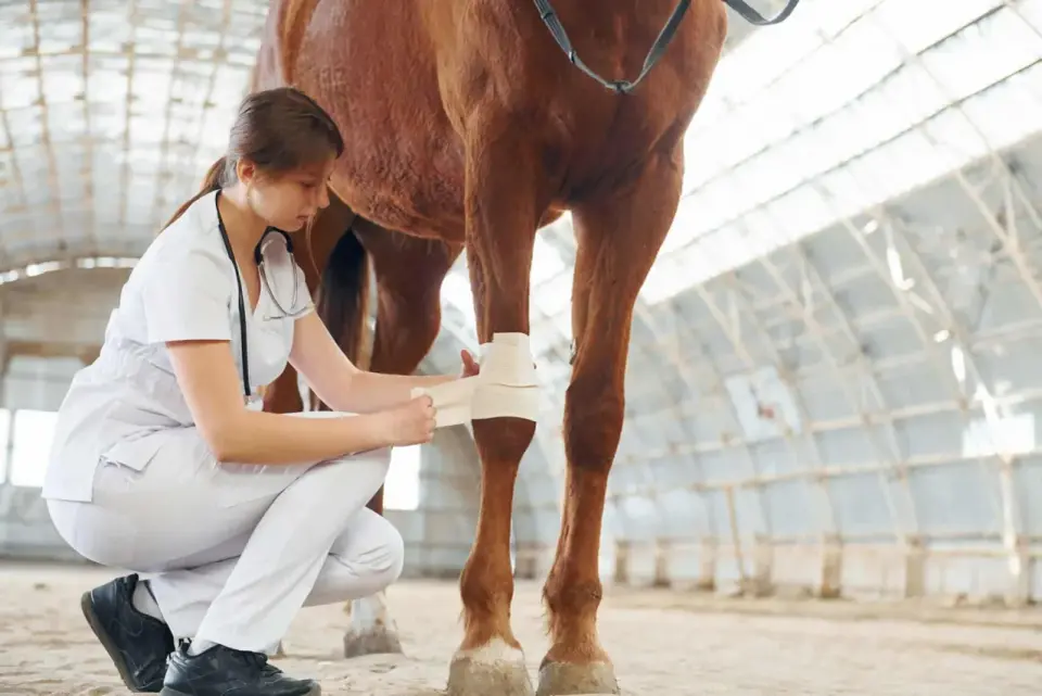 Fourbure chez le cheval - signes et bons gestes en urgence