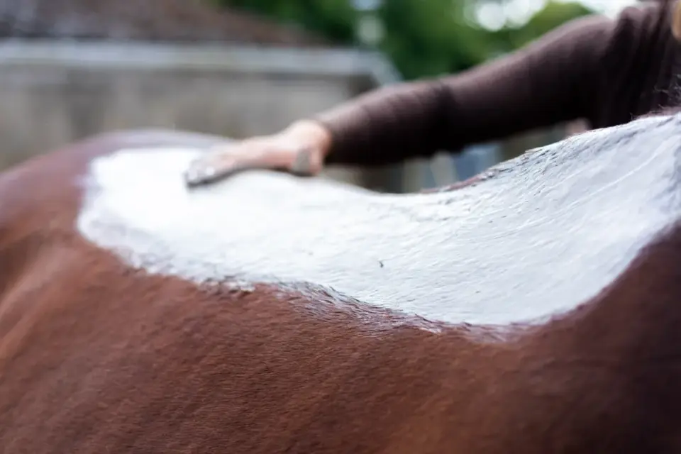 Argile blanche cheval - Vrais effets et usage malin